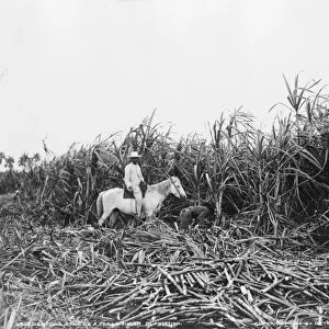 CUBA: SUGAR PLANTATION. Three people cutting sugar cane on a Cuban sugar plantation
