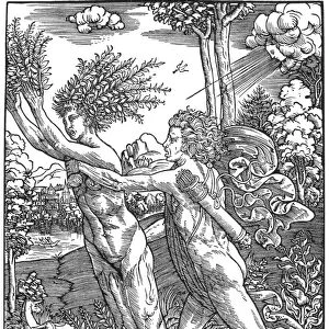 Daphne, pursued by Apollo, is transformed into a laurel (bay) tree. Woodcut, 1500, by Jacopo Ripanda of Bologna, Italy