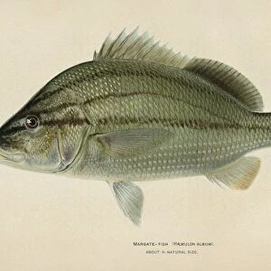 FISH: MARGATE FISH. Margate fish (Haemulon album). Lithograph by Julius Bien & Co