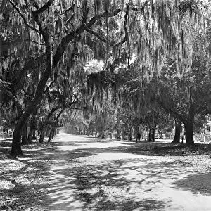FLORIDA: DAYTONA, c1901. Ridgewood Avenue, lined with trees and Spanish moss, in Daytona, Florida