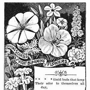 FLOWER ADVERTISEMENT, 1889. American magazine advertisement for Gardiners sweet-scented and night-blooming flowers, 1889