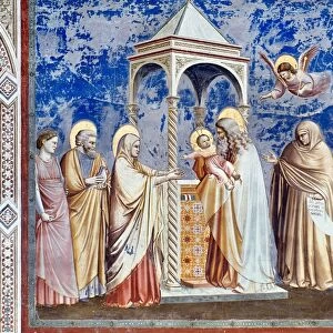 Giotto Collection: Scrovegni Chapel frescoes
