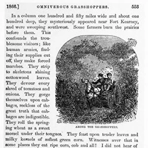 GRASSHOPPER PLAGUE, c1866. A description of the grasshopper plague in Kansas during the 1860s. Text and engraving from Beyond the Mississippi by Albert D. Richardson, 1869