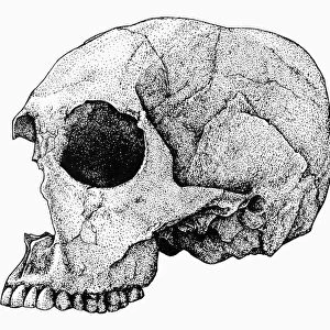 HOMO SAPIENS. Skull specimen found at Koobi Fora on the east side of Lake Turkana, Kenya, thought to be about 4, 000 years old