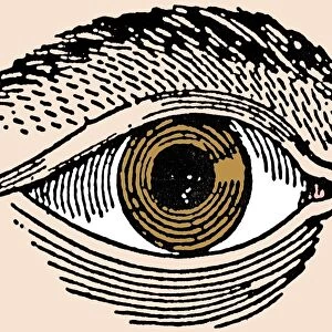 Human Eye, 19th Century