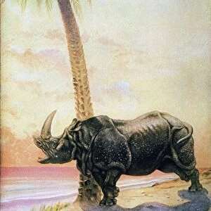 KIPLING: JUST SO STORIES. How the Rhinoceros got his Skin. Illustration by Joseph Michael Gleeson to an early 20th century edition of Rudyard Kiplings Just So Stories