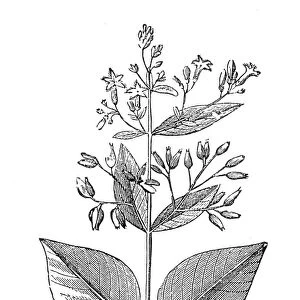 Leaves and flowers of the quinine tree (Cinchona oficinalis): line engraving, 19th century