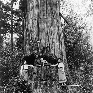 LUMBERJACK, c1905. A lumberjack lying in cut of a fir tree with a dog and two young