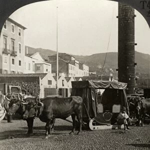 MADEIRA, c1920. Ox team and sledge, the only kind of carriage used in Funchal, Madeira Islands