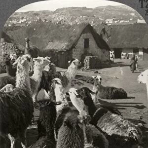 PERU: LLAMAS, c1910. Llamas, S. American cousins of the camel, resting between journeys