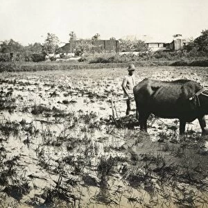 PHILIPPINES, c1900. A farmer ploughing rice fields in the Philippines. Photograph