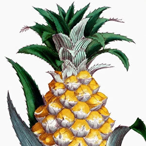 PINEAPPLE, 1789. Sugarloaf pineapple. Copper engraving from John Abercrombies The Hot-House Gardner, London, 1789