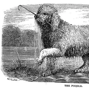 POODLE. Wood engraving, late 19th century