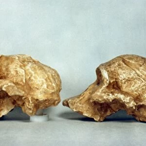 PREHISTORIC SKULLS. Australopithecus africanus skulls, from South Africa