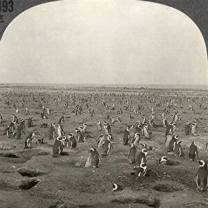 SOUTH AFRICA: DASSEN ISLAND. Penguins on Dassen Island near Cape Town, South Africa