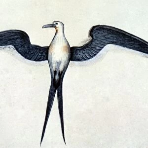 Suliformes Collection: Frigatebirds