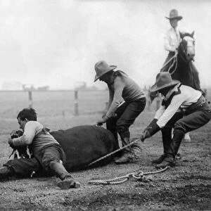 WYOMING: RODEO, c1910. A western performer known as Buffalo Vernon throwing a steer with the help of two cowboys in a bull-dogging contest during the Cheyenne Frontier Days rodeo and western celebration in Cheyenne, Wyoming. Photograph, c1910