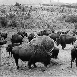 YELLOWSTONE: BISON, c1907. A herd of bison in Yellowstone National Park. Photograph