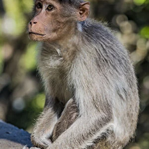 A bonnet macaque near Udagamandalam (Ooty) in Tamil Nadu, India