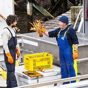 Lobster fishermen in Doubtful Sound, Southland in New Zealand