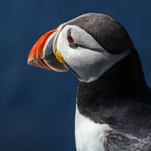 A puffin on the island of Lunga