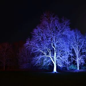 Beautiful England Rights Managed Collection: Winter lights, enchanted Forest