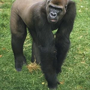 Hominidae Collection: Western Gorilla