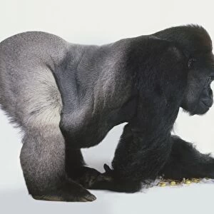 Adult male Lowland Gorilla (Gorilla beringei graueri) on all fours, forearms flat on floor, rump in air, silver hindquarters clearly visible, side view