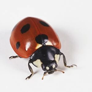 Adult Seven-Spotted Ladybird (Coccinella septempunctata), view from above