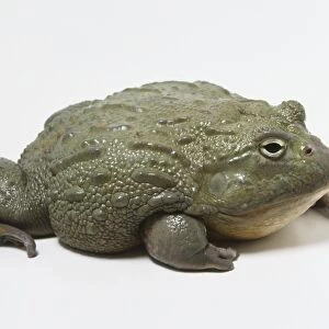 African bullfrog (Pyxicephalus adspersus)