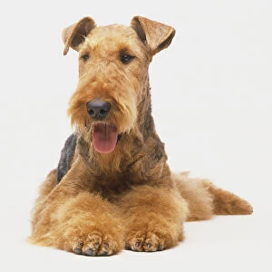 Airedale Terrier, Domestic Dog, canis familiaris, lying on its front with its tongue hanging out