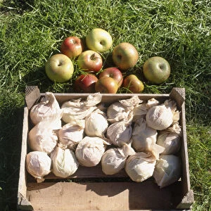 Apples in the grass and apples in a box, individually wrapped in greaseproof paper