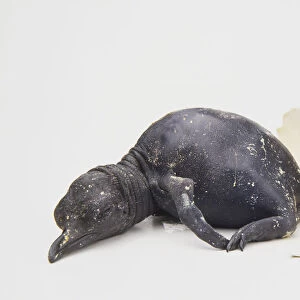Aptenodytes patagonicus, exhausted black king penguin chick slumps on the floor beside its broken egg