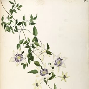 Asian virginsbower (Clematis florida Thunb), Ranunculaceae by Maddalena Lisa Mussino, watercolor, 1838-40