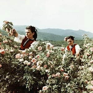 Attar of roses, bulgarian women gathering roses for perfume in the valley of roses, late 1950s