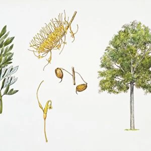 Australian Silver-oak (Grevillea robusta) plant with flower, leaf and fruit, illustration
