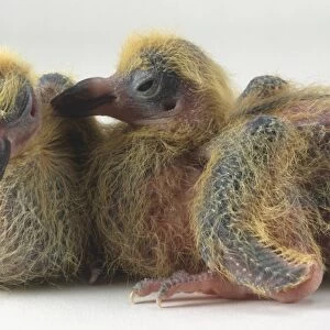 Two baby Pigeons or Squabs with fluffy yellow plumage