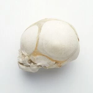 Babys skull with fontanelles showing, side view