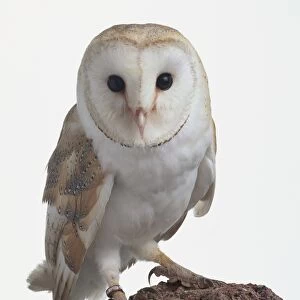 Barn Owl (Tyto alba) on a rock facing forward