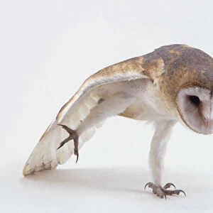 Barn owl (Tyto alba) stretching
