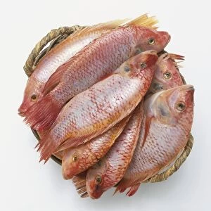 Basket packed with fresh fish, view from above