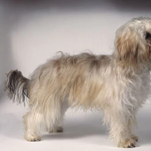 Bichon-Yorkie (Bichon Frise and Yorkshire Terrier) cross-bred semi-longhaired dog, standing
