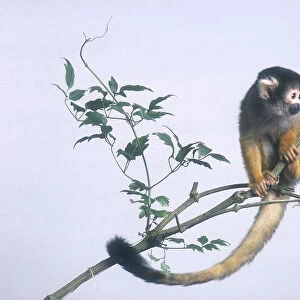 Black-capped Squirrel Monkey (Saimiri boliviensis) sitting on branch