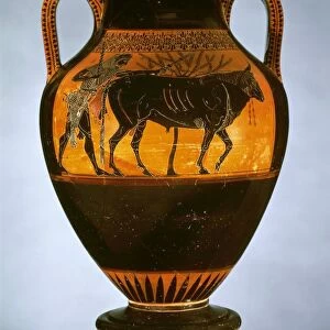 Black-figure pottery, amphora by Lysippides Painter depicting Heracles with the bull, Greek civilization