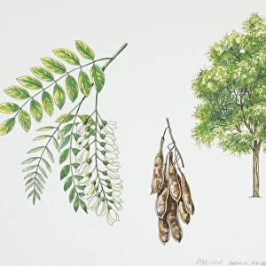 Black Locust (Robinia pseudoacacia), plant with leaves and flowers, illustration