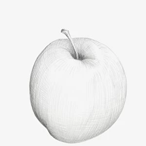 Black and white pencil drawing of apple
