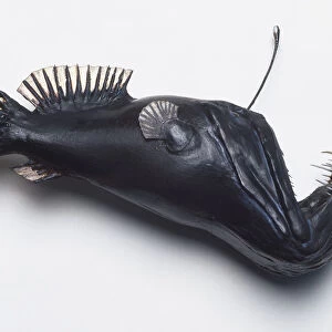 Blackdevil (Melanocetus johnsoni), a dark model of an angler fish before a meal