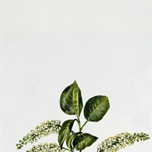 Blackthorn fruit Inflorescence(Prunus spinosa ), illustration