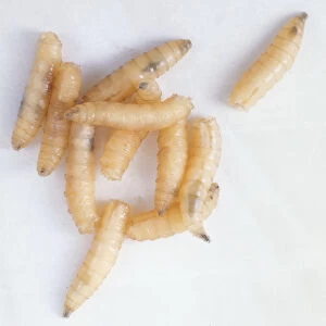 Several blowfly larvae in group