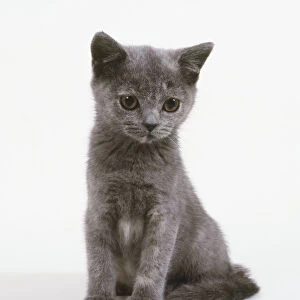 A blue-cream British Shorthair kitten sitting up, front view